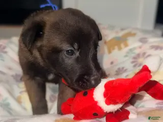 Belgian Malinois dogs Belgian Malinois - Blue Collar - Ad 3