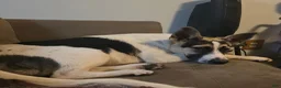 Mixed Breed dogs for sale: Mixed Breed 3 - Ad 4