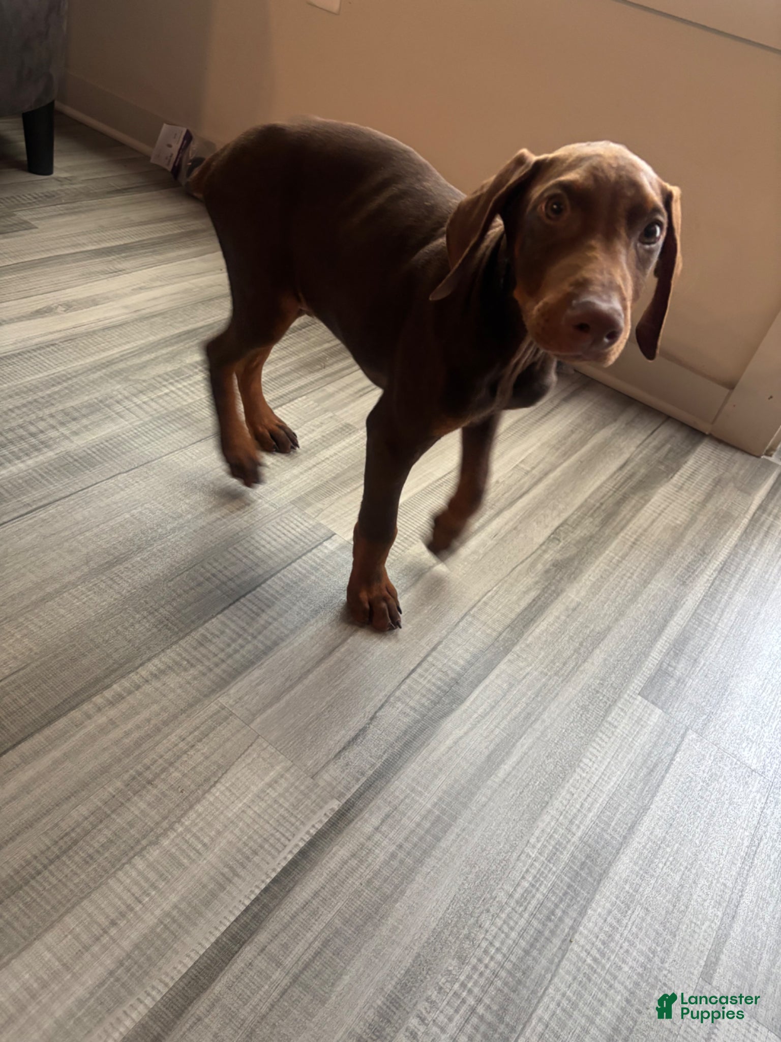 Doberman Pinscher dogs Honey - Ad 1