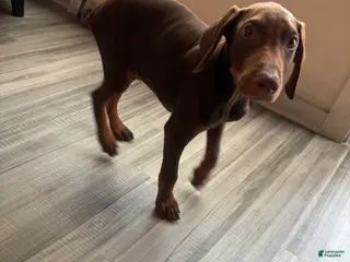 Doberman Pinscher dogs Honey - Ad 31