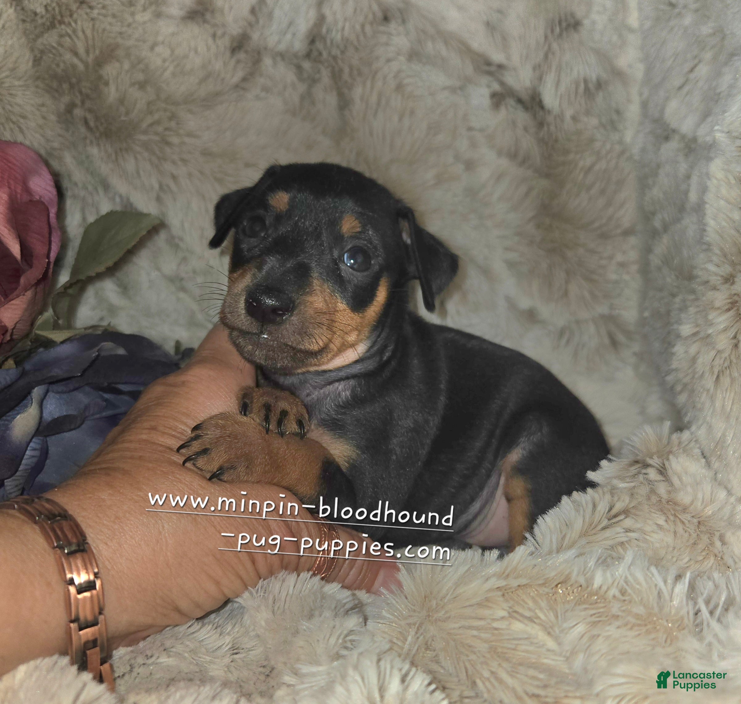 Miniature Pinscher dogs Mona black and rust  - Ad 18