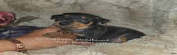 Miniature Pinscher dogs for sale: Mona black and rust  - Ad 1