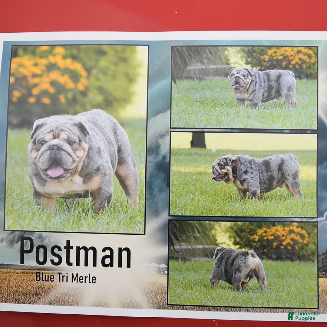 English Bulldog dogs for sale: Tarson - Ad 4