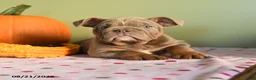 English Bulldog dogs for sale: Mandy - Ad 4