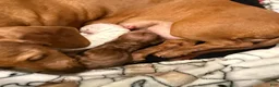 Miniature Dachshund dogs for sale: Miniature Dachshund Puppy 1 - Ad 5