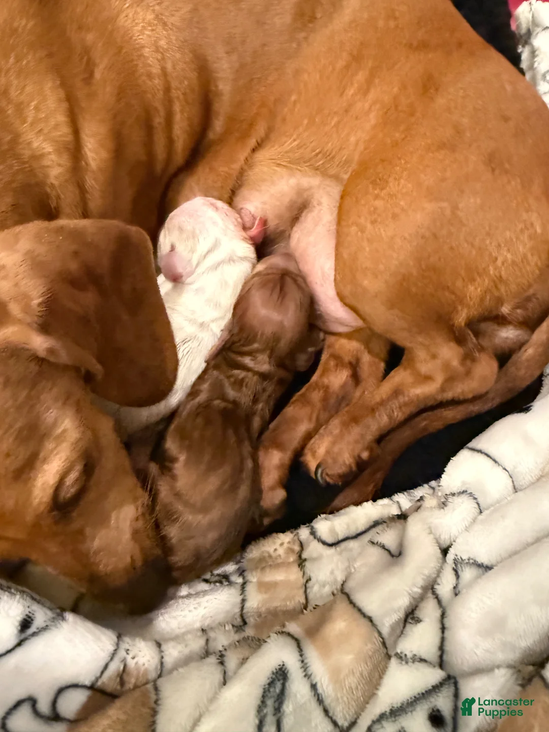 Miniature Dachshund dogs for sale: Miniature Dachshund Puppy 1 - Ad 11