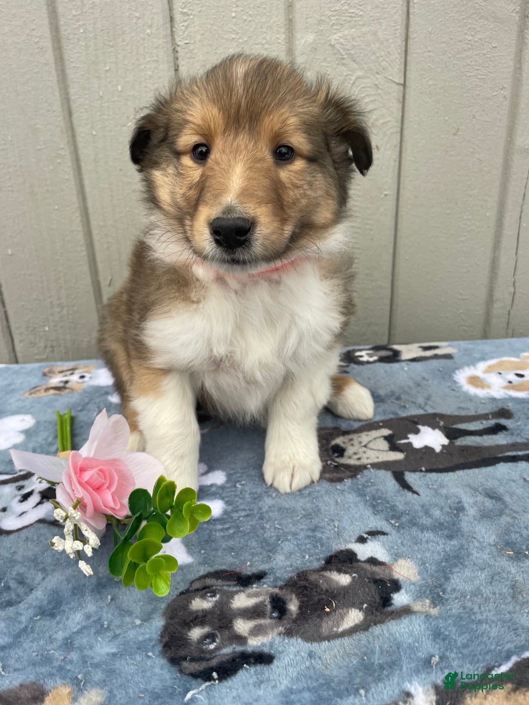 Collie dogs for sale: Cara - Ad 4