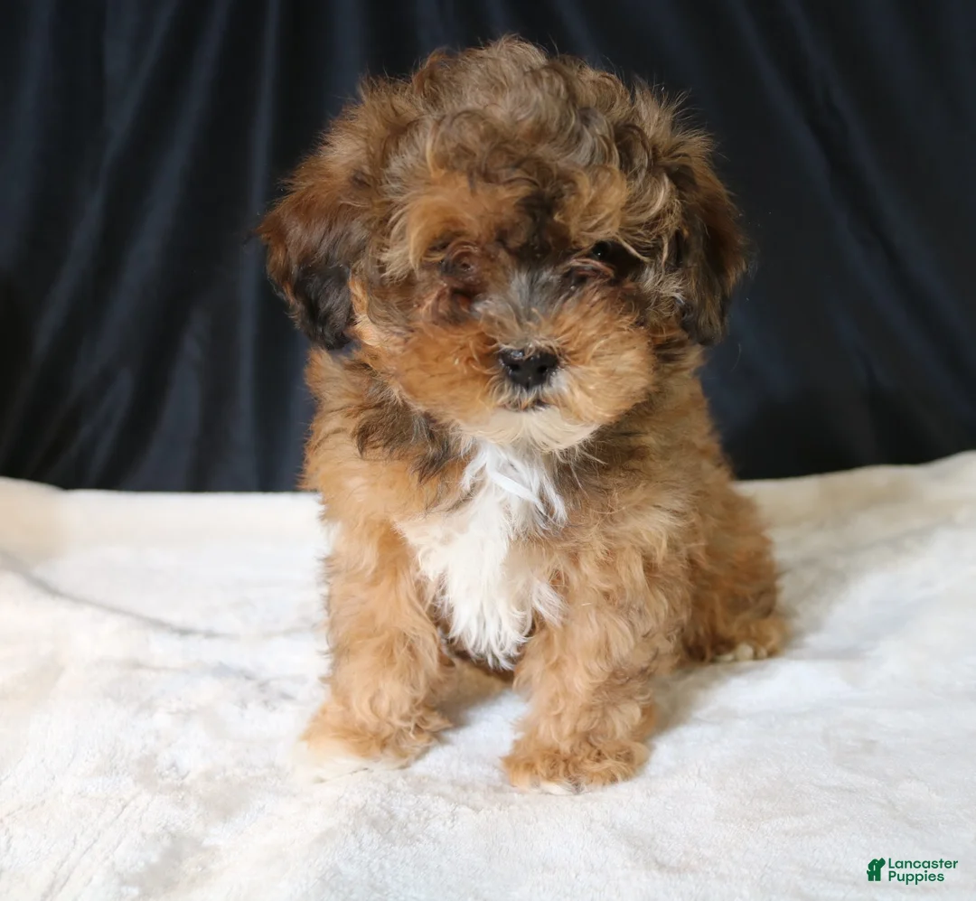Shihpoo dogs for sale: Shihpoo Puppy 2 - Ad 12