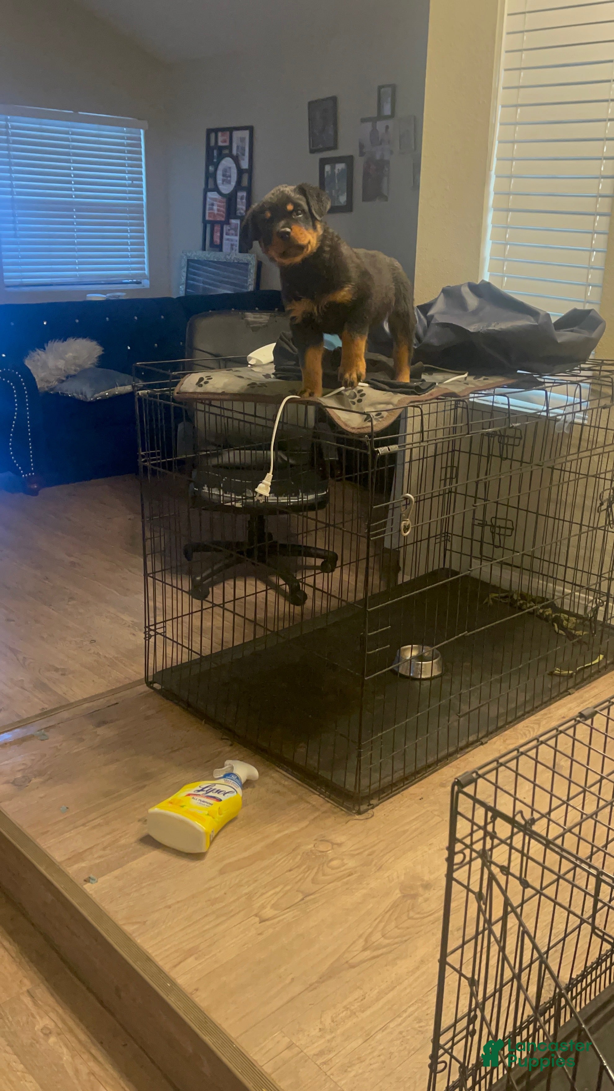 Rottweiler dogs Spoi’Lee - Ad 34