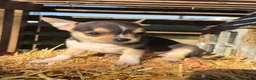 Chihuahua dogs for sale: Ally - Ad 3
