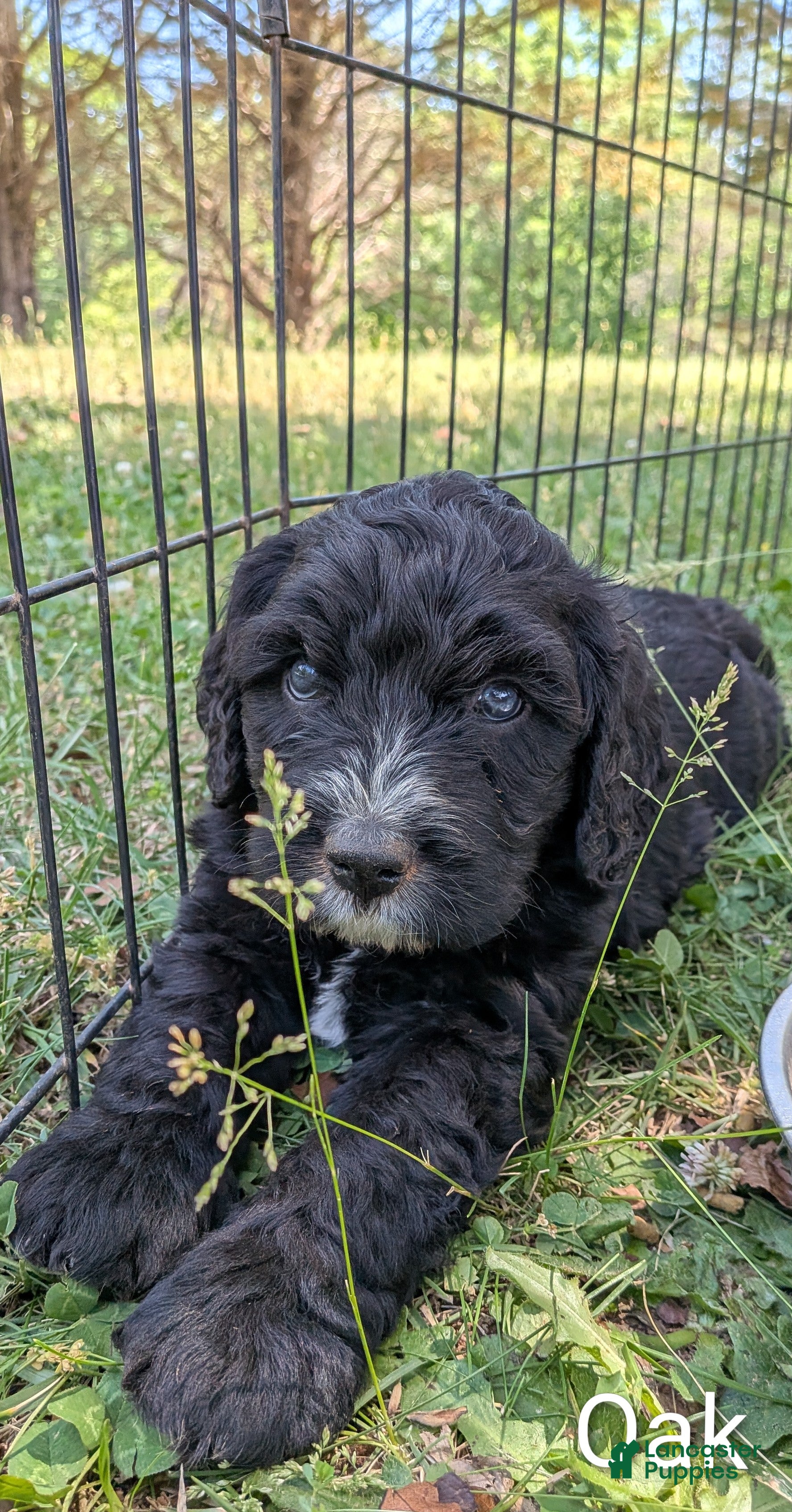 Mixed Breed dogs Oak - Ad 2