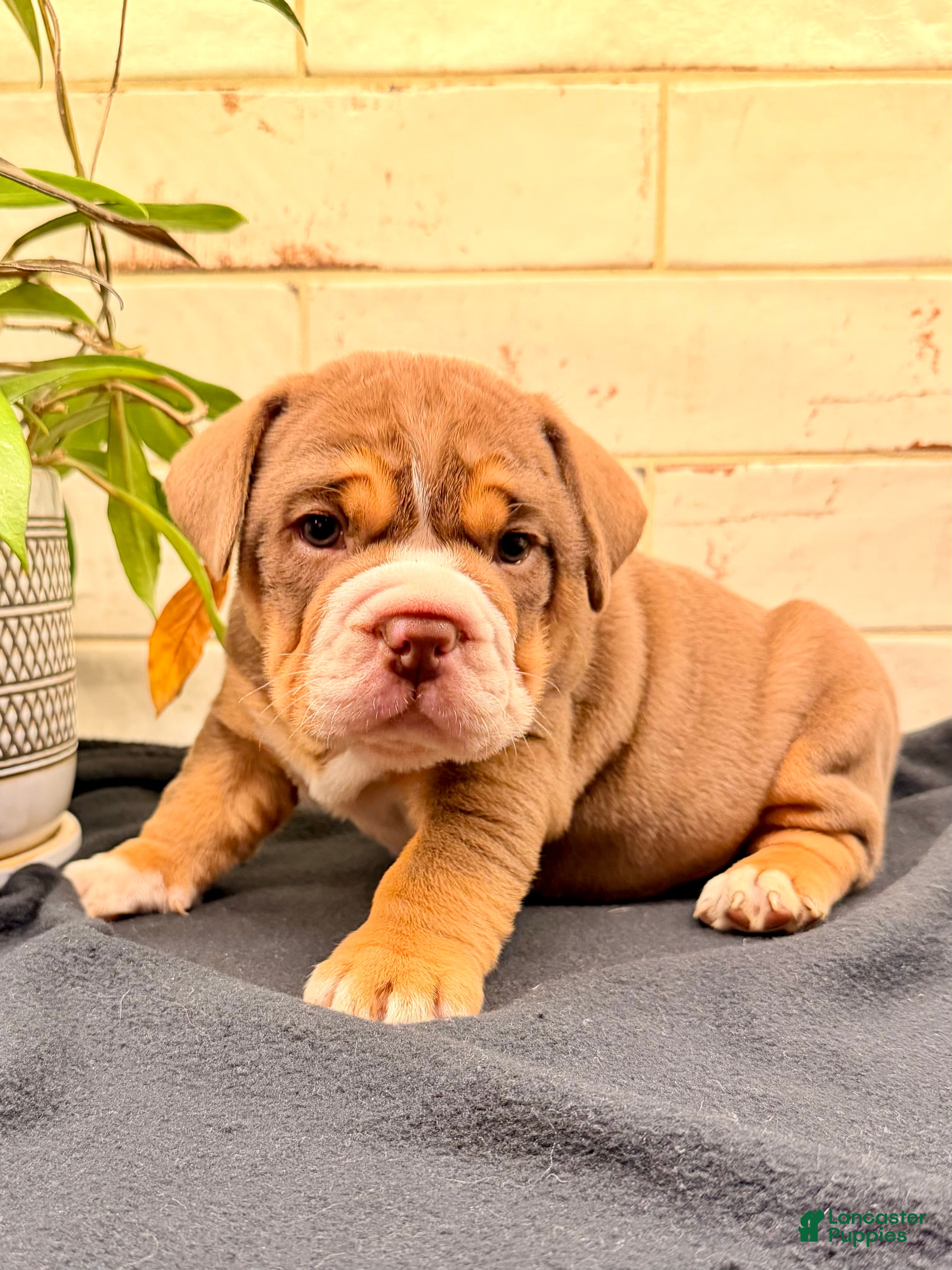 Beabull dogs Goose - Ad 1