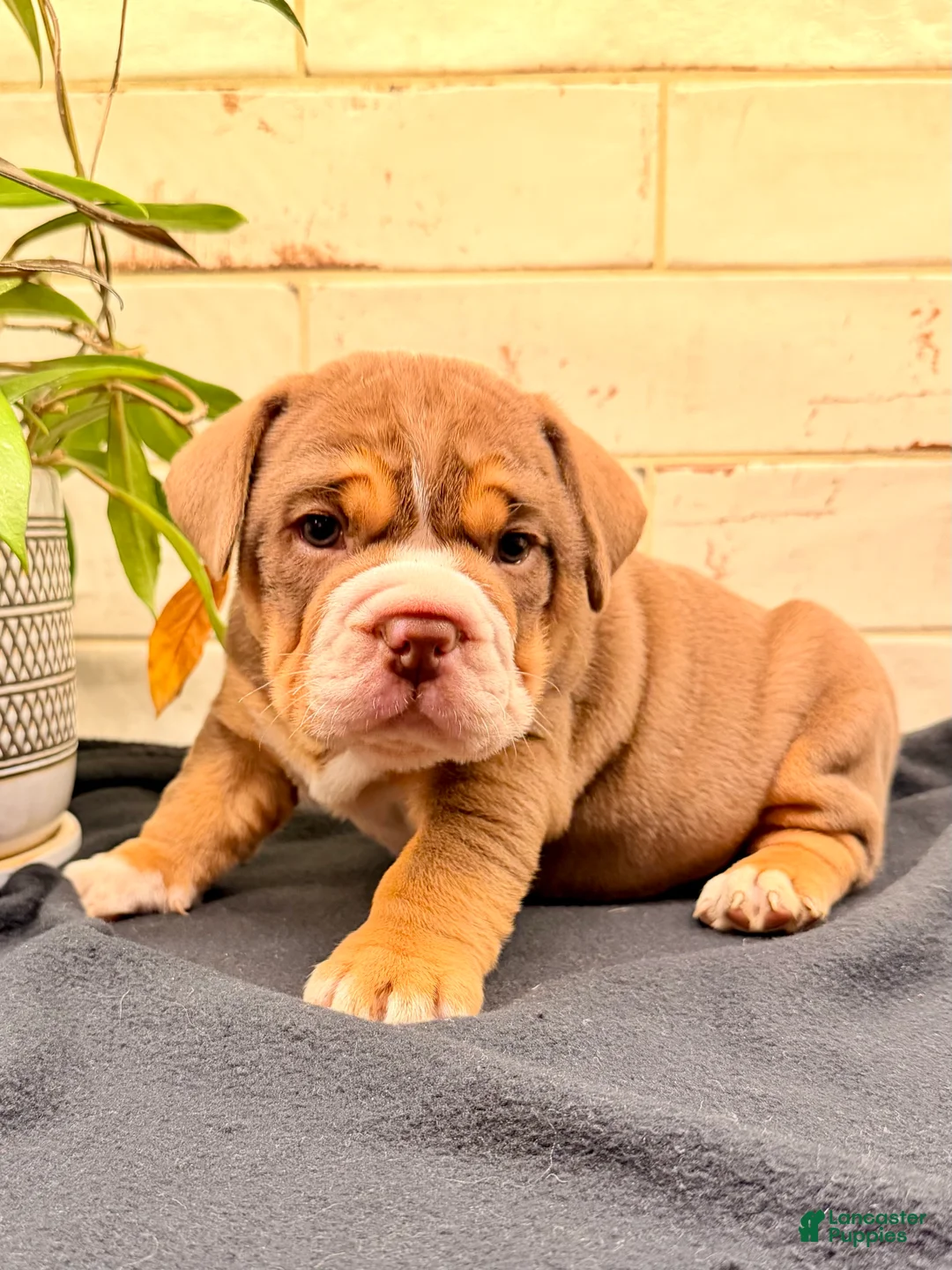 Beabull dogs for sale: Goose - Ad 1