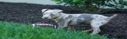 Miniature Pinscher dogs for sale: MOLLY - Ad 3
