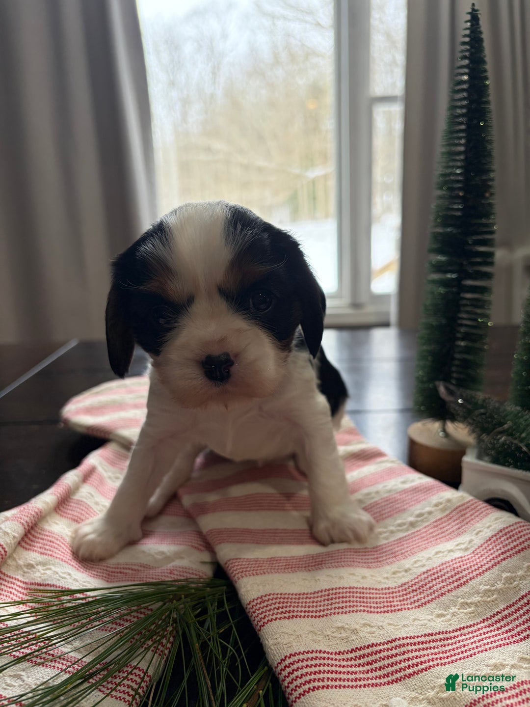Cavalier King Charles Spaniel dogs for sale: Holly - Ad 1