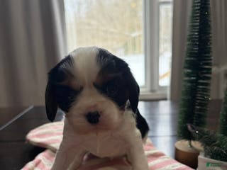 Cavalier King Charles Spaniel dogs Holly - Ad 31