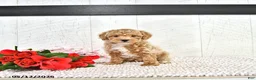 Miniature Poodle dogs for sale: Robert - Ad 8