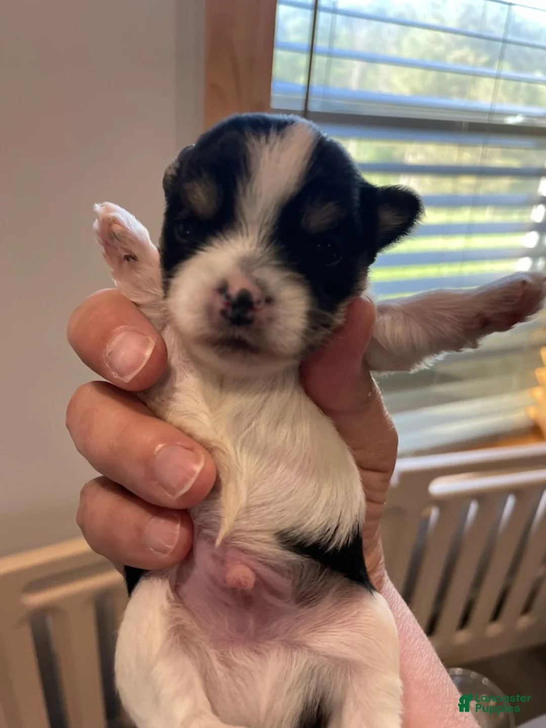 Yorkshire Terrier dogs for sale: Boy 1 - Ad 1