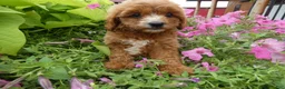 Cavapoo dogs for sale: Cavapoo 1 Tobi - Ad 3