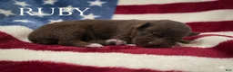 Australian Shepherd dogs for sale: Ruby - Ad 8