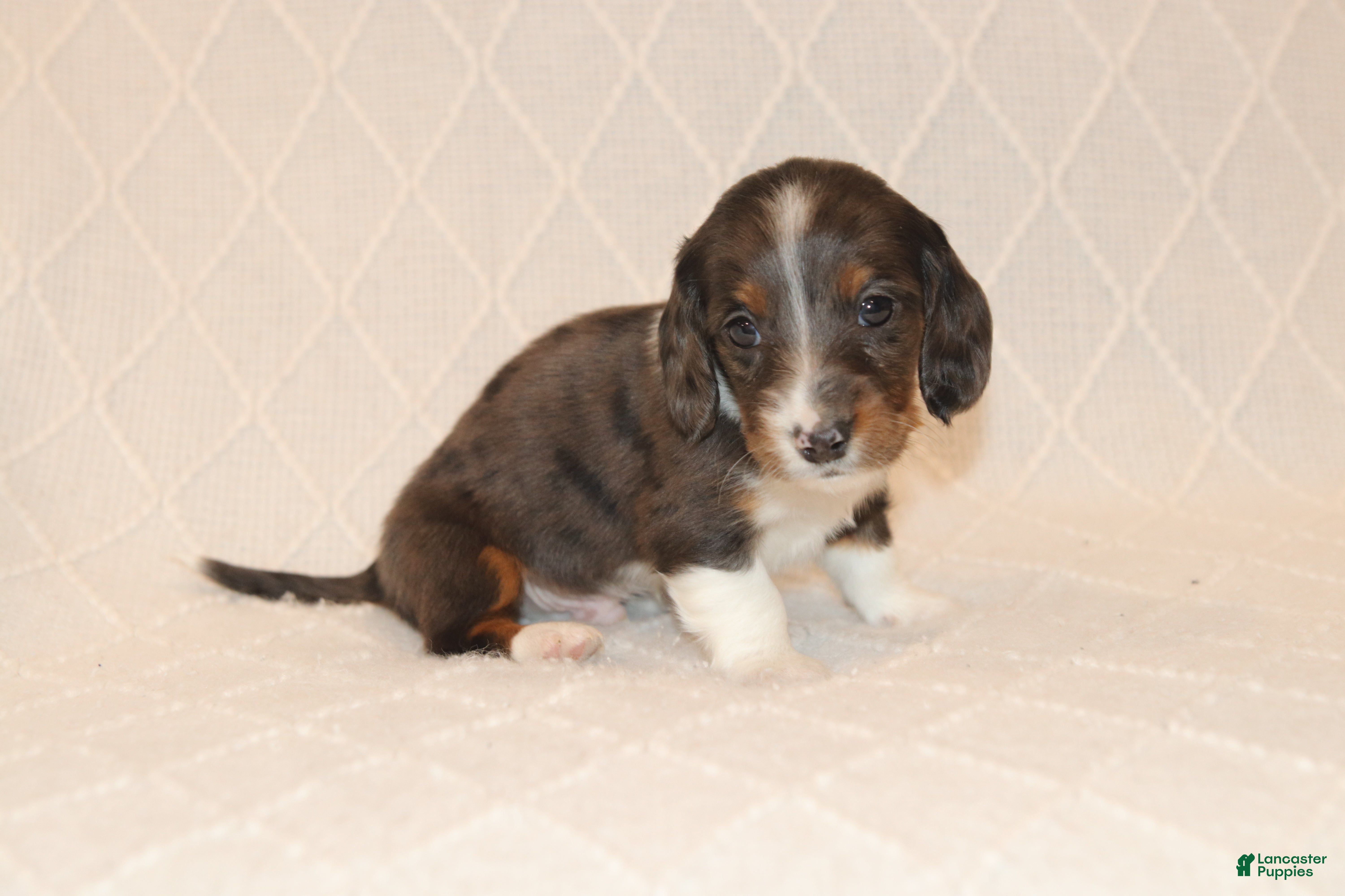 Miniature Dachshund dogs Toby - Ad 2