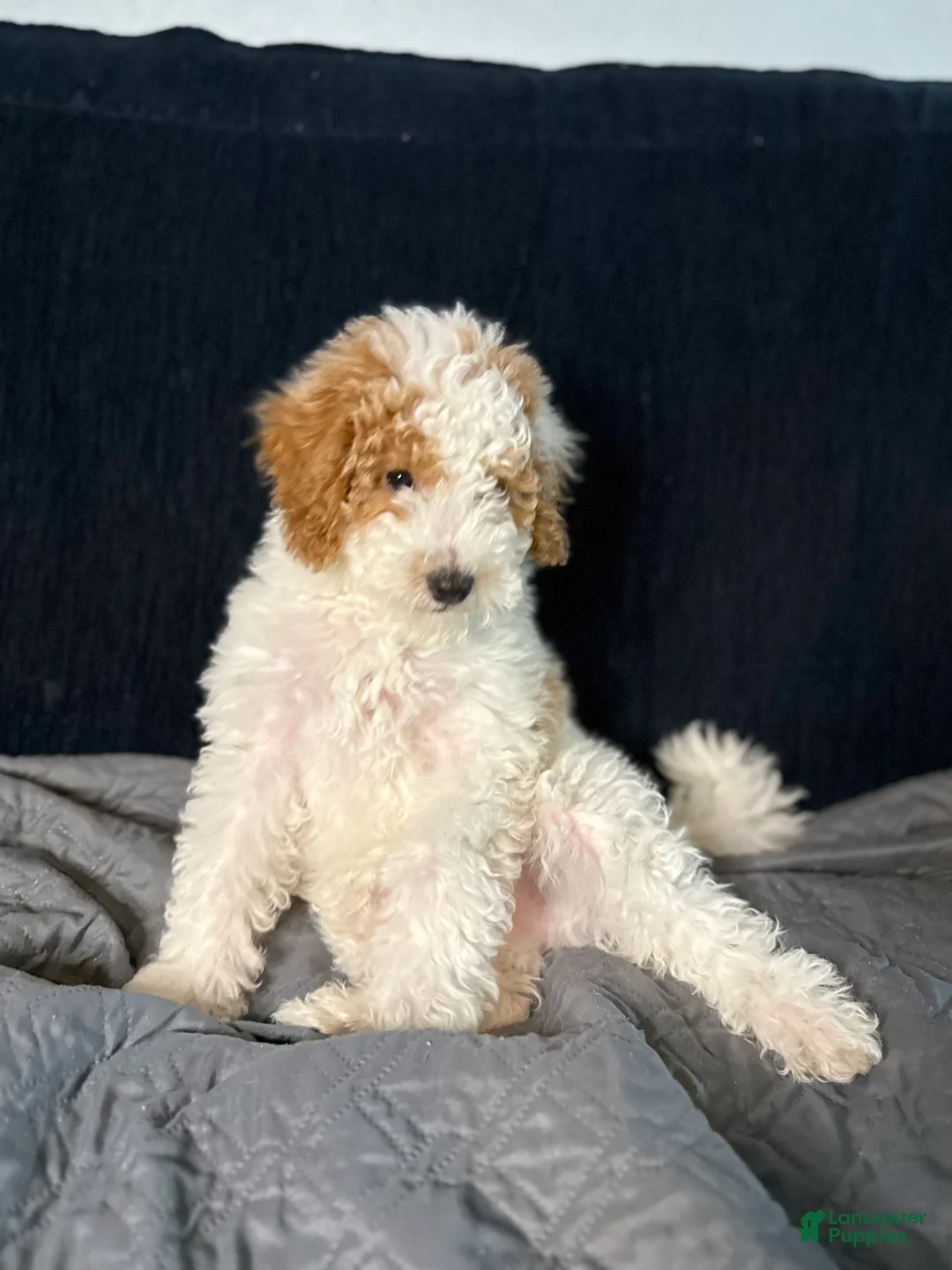 Mini Goldendoodle dogs for sale: Mini Goldendoodle 1 - Ad 2