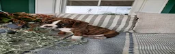 Boxer dogs for sale: Dante - Ad 3