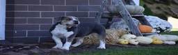 Beabull dogs for sale: Everret - Ad 7