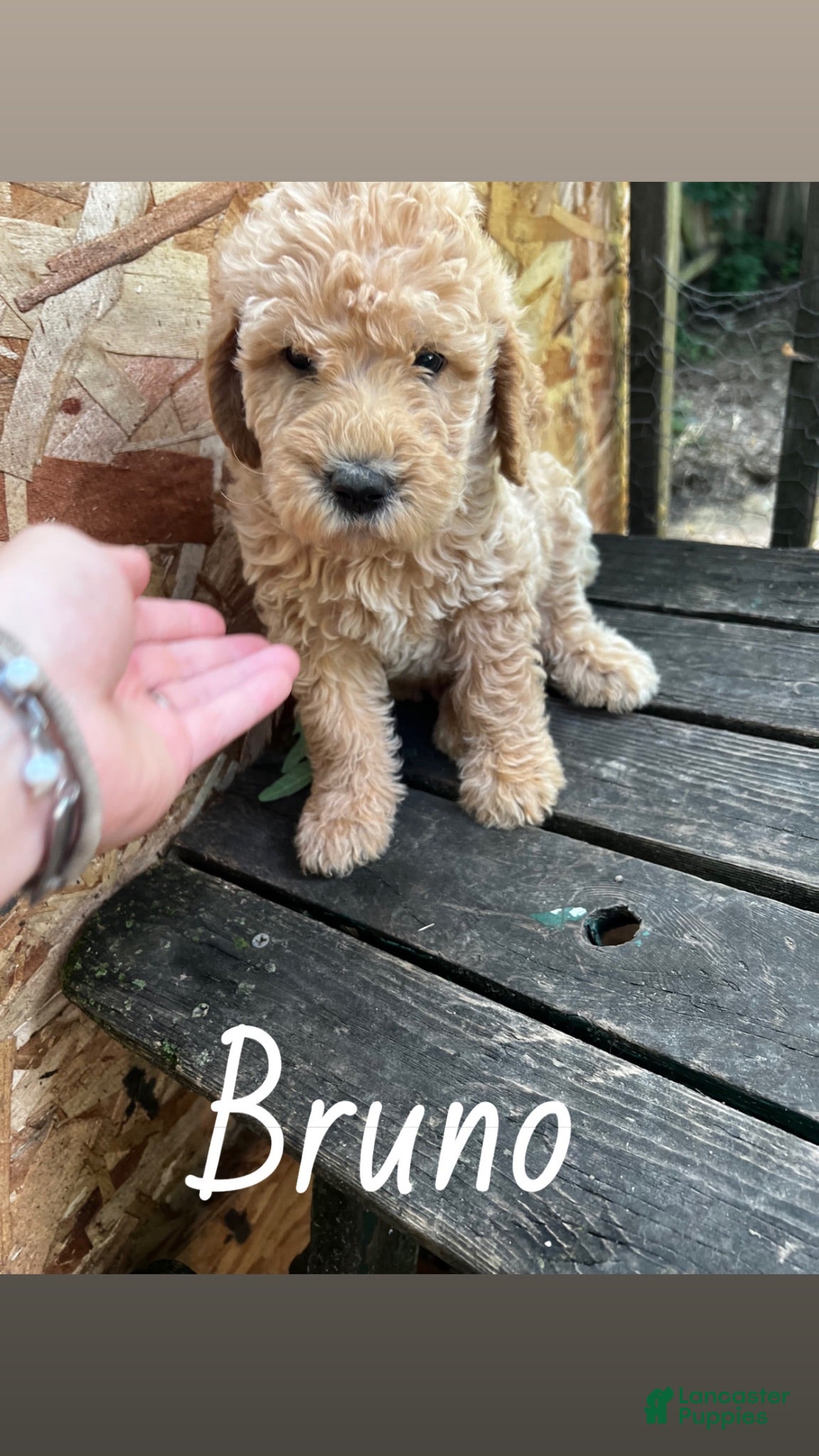Labradoodle dogs Labradoodle 4 - Ad 4