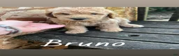 Labradoodle dogs for sale: Labradoodle 4 - Ad 1