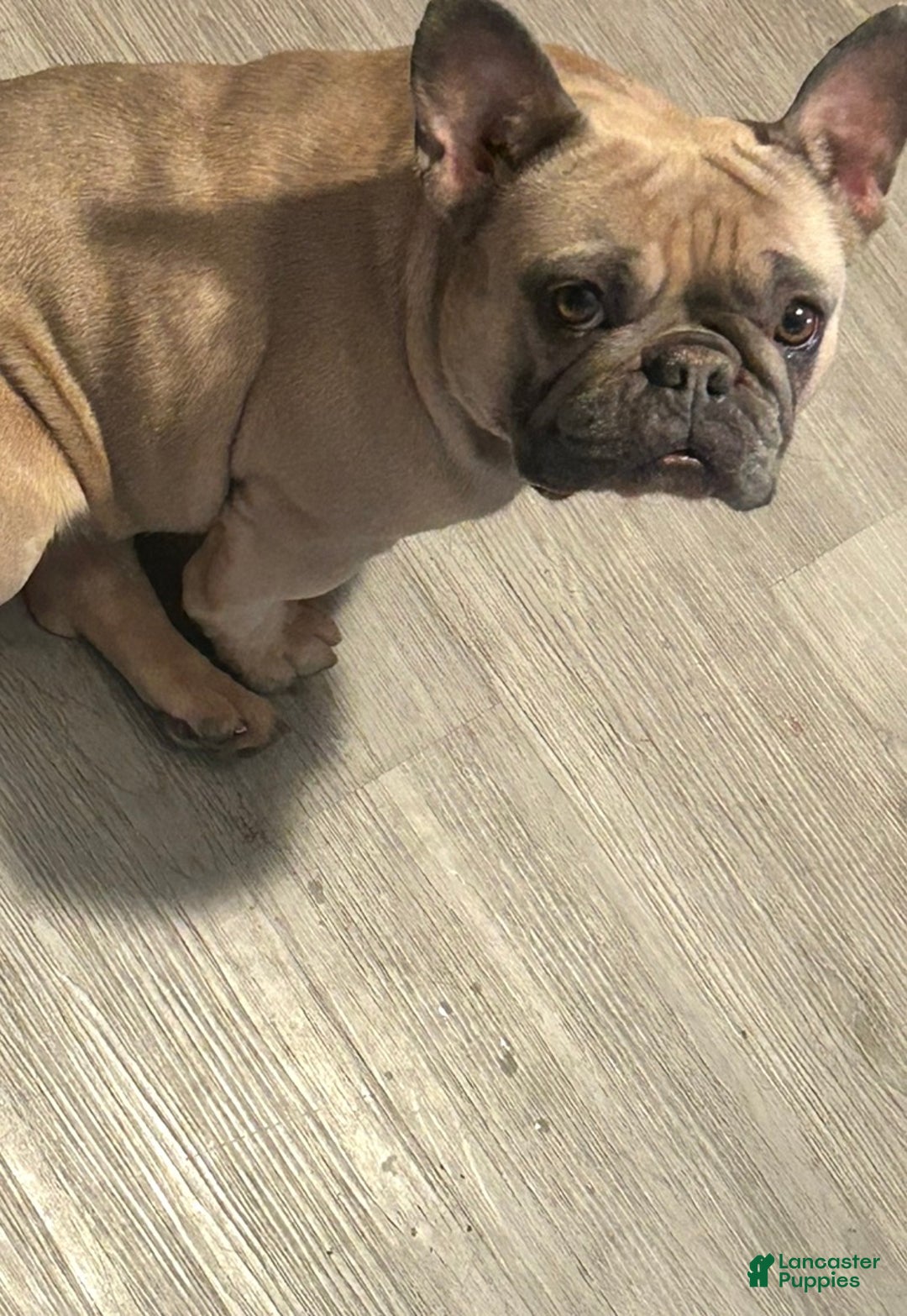 French Bulldog dogs for sale: French Bulldog - Ad 3