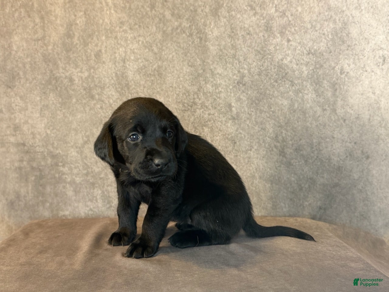 Labrador Retriever dogs Ms Brown - Ad 1