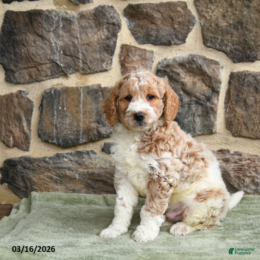Goldendoodle dogs Jace - Ad 2