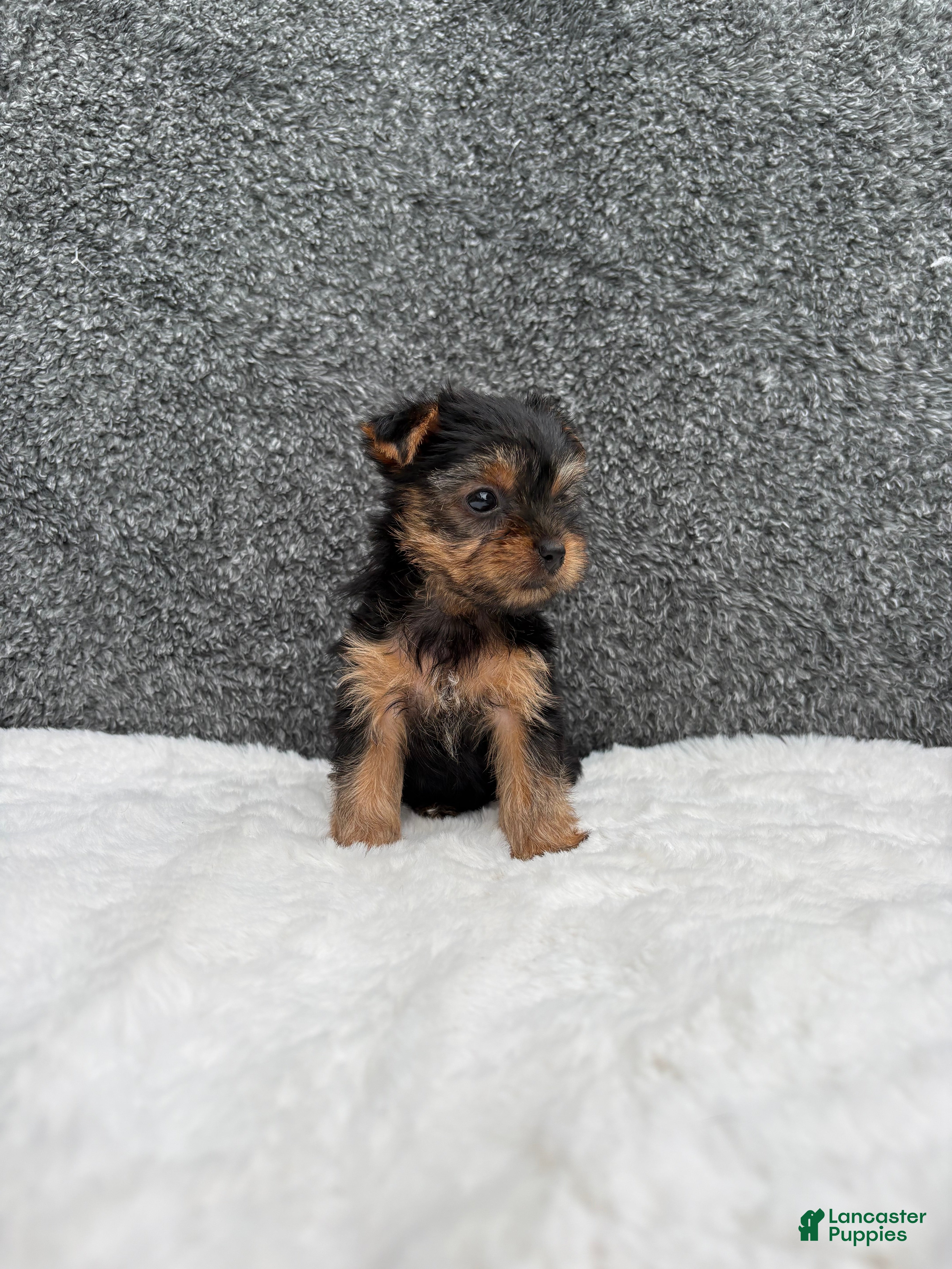 Yorkshire Terrier dogs Cassie - Ad 2