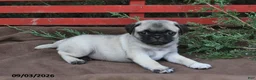 Pug dogs for sale: Tonto - Ad 5