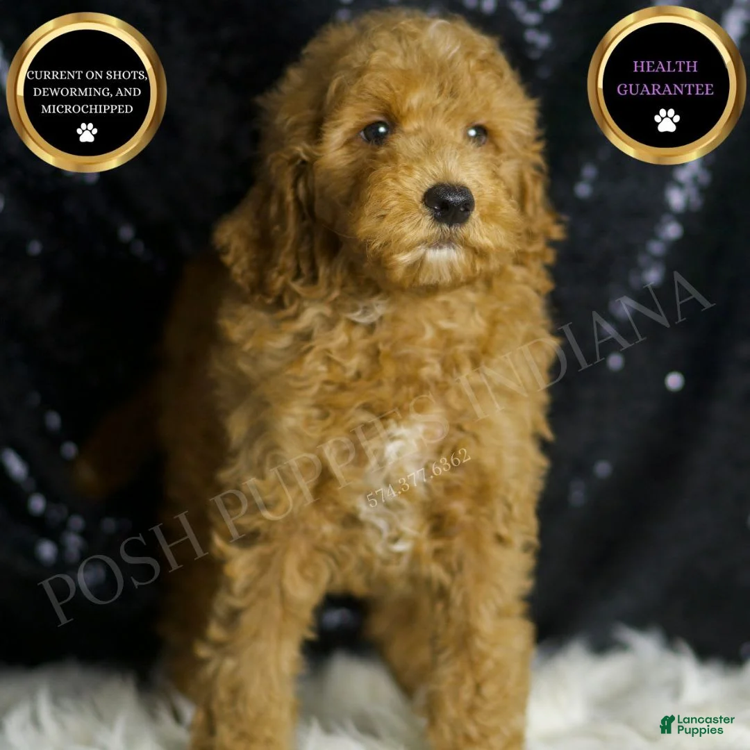 Mini Goldendoodle dogs for sale: Chappy - Ad 1