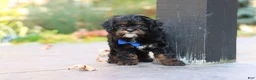 Cavapoo dogs for sale: Ash - Ad 14