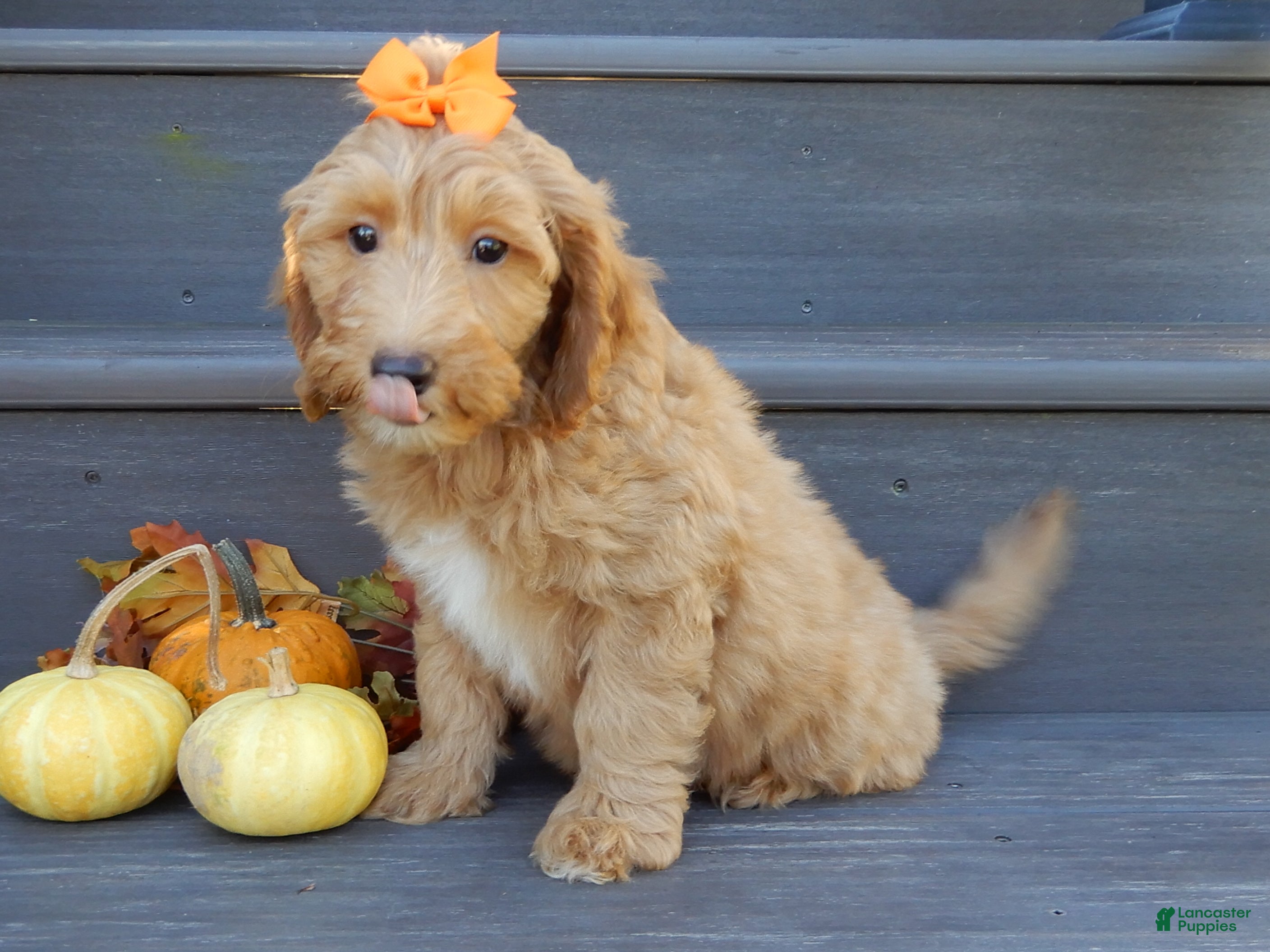 Mini Goldendoodle dogs Laci - Ad 2