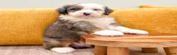 Mini Bernedoodle dogs for sale: Wyatt - Ad 5