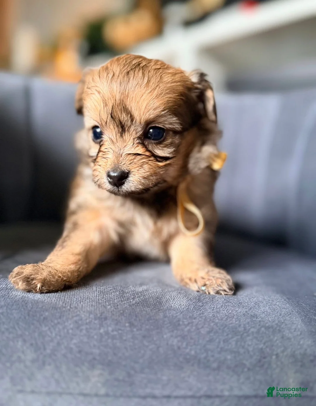 Pomapoo dogs for sale: Pomapoo 1 - Ad 2