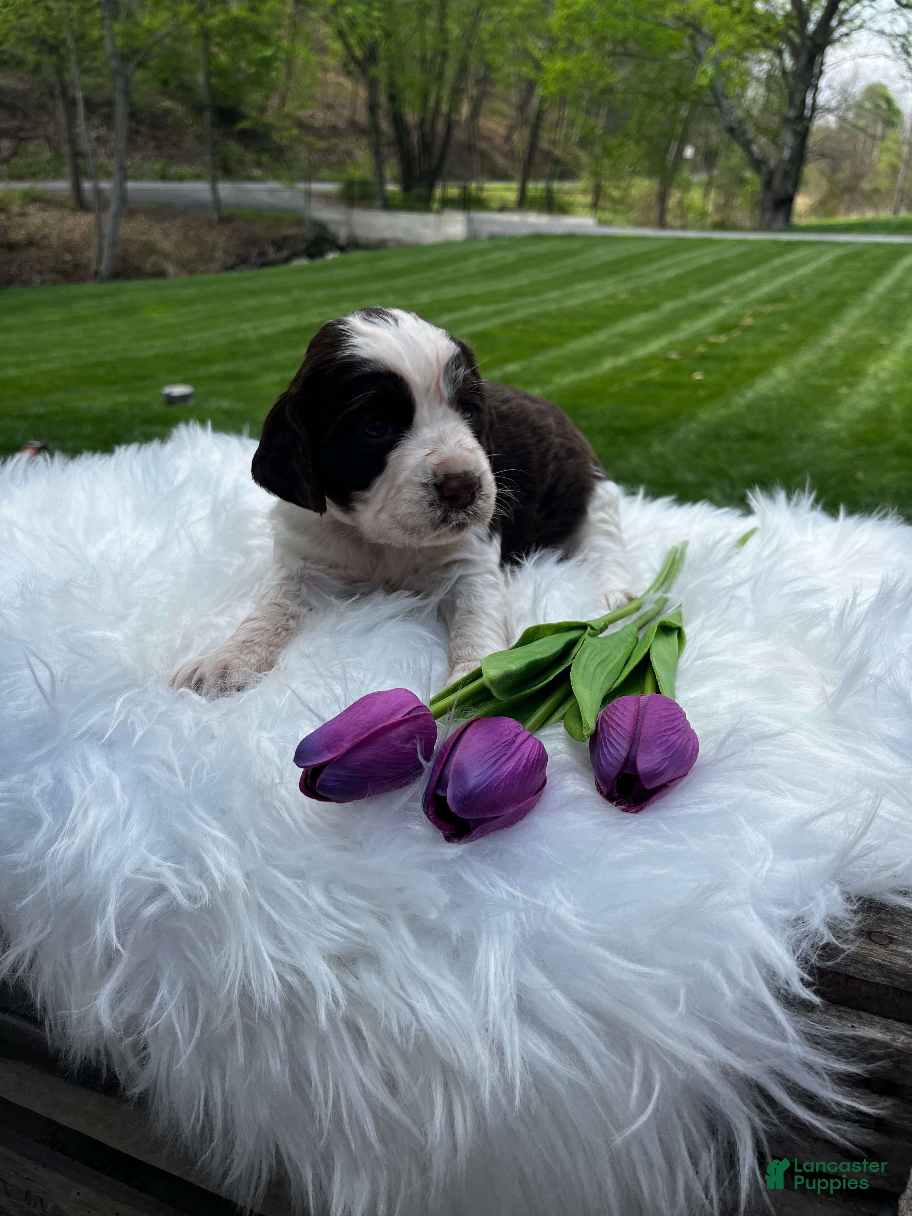 English Springer Spaniel dogs Petunia - Ad 2