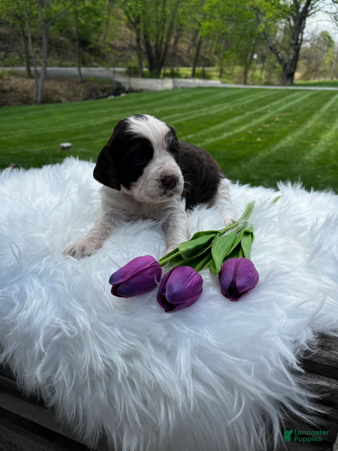English Springer Spaniel dogs for sale: Petunia - Ad 2