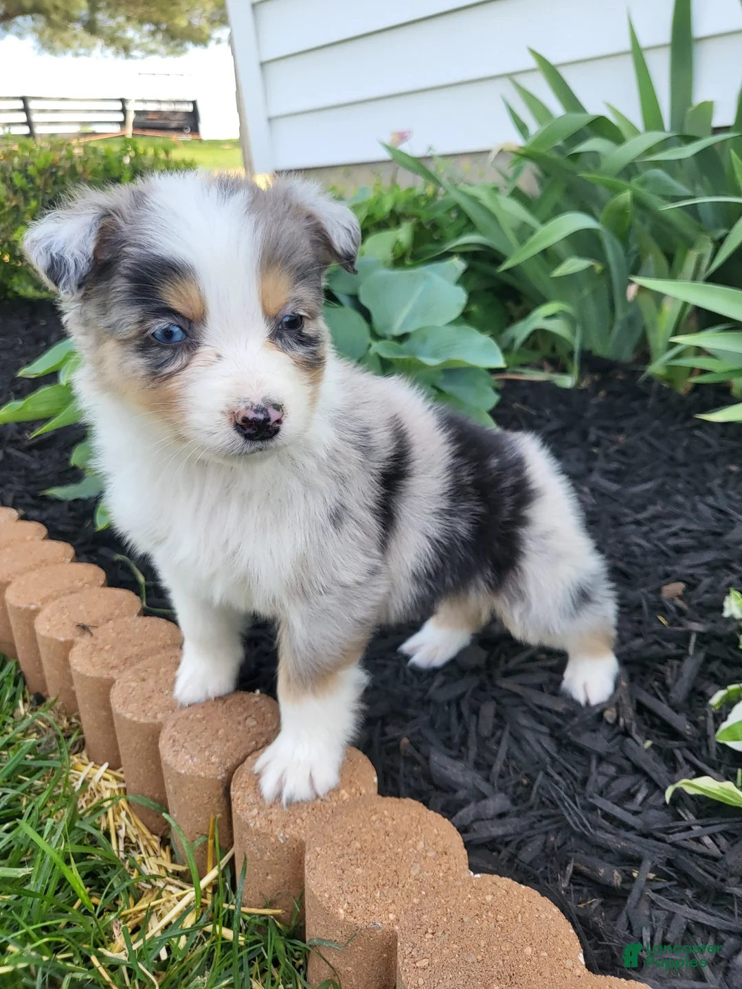 Australian Shepherd dogs for sale: Australian Shepherd Puppy 1 - Ad 3