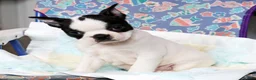 Boston Terrier dogs for sale: Jesse - Ad 6