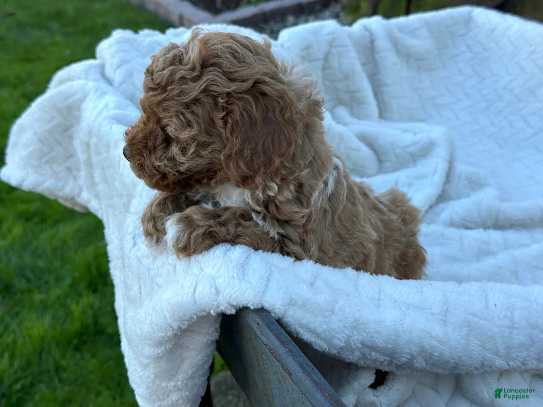 Toy Poodle dogs for sale: Gabi - Ad 2