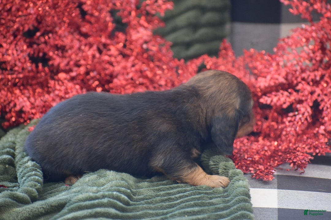 Miniature Dachshund dogs for sale: Austin - Ad 4