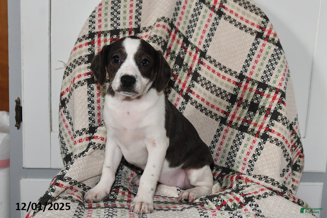 Mixed Breed dogs for sale: Babe - Ad 4