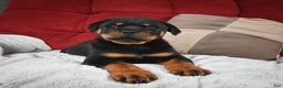 Rottweiler dogs for sale: Griffin / Mocha – Santos Ad-Dirah - Ad 5