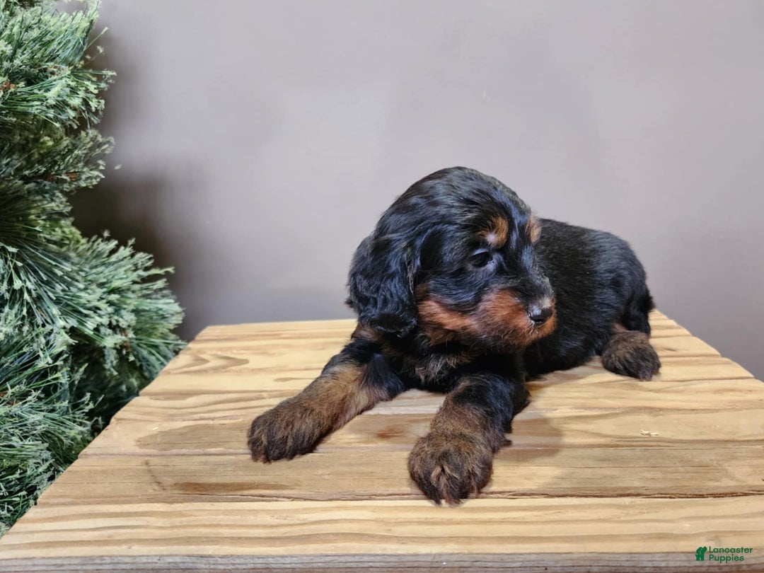 Mini Bernedoodle dogs for sale: Donner - Ad 7