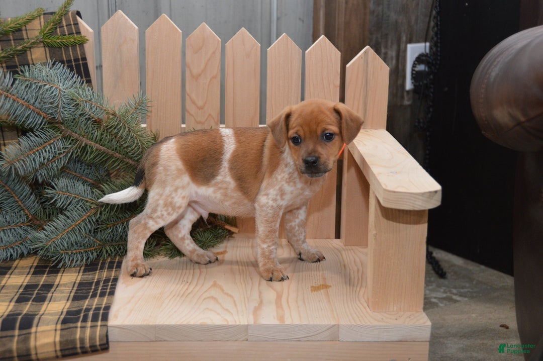 Jug dogs for sale: Avery - Ad 3